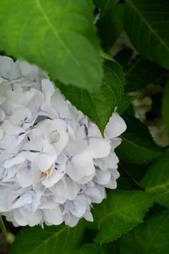 Flowers of large-leaved hydrangea. Pink and blue hedge of hydrangea Stock Photos