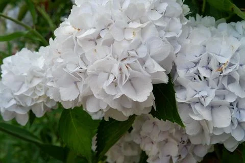 Flowers of large-leaved hydrangea. Pink and blue hedge of hydrangea Stock Photos