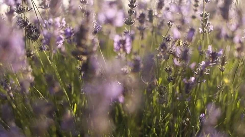 Flowers lavander field bee Vídeo Stock 79796874