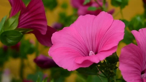 Flowers lavatera close-up Stock Footage 115105864