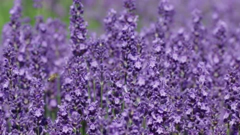 Flowers lavendel bees Stock Footage 187741992