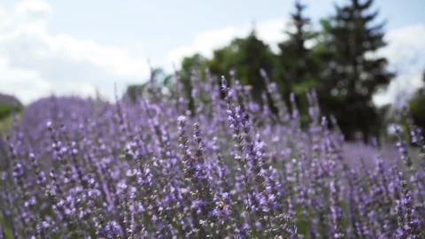 Flowers of lavender close-up. background Stock Footage 246926763