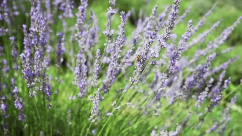 Flowers of lavender close-up. background Stock Footage 246926932
