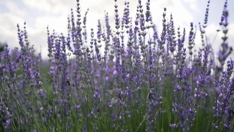 Flowers of lavender close-up. fields of lavender flowers Stock Footage 246927306