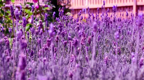 Flowers lavender color violet wall background beautiful pattern Видео 57229366