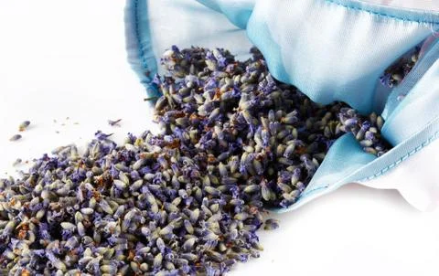 Flowers of lavender Stock Photos