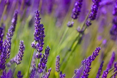 Flowers of lavender Stock Photos