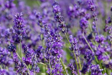 Flowers of lavender Stock-Fotos