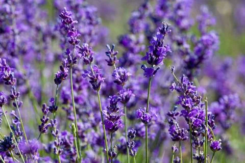 Flowers of lavender Stock-Fotos