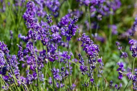 Flowers of lavender Stock Photos