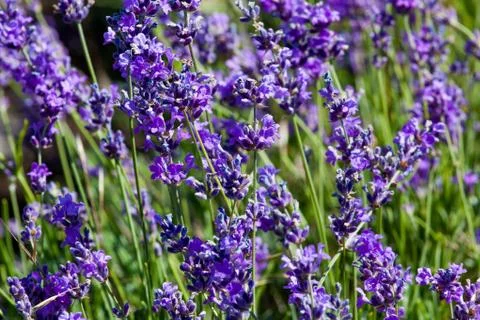 Flowers of lavender Stock Photos