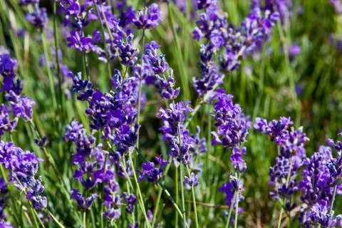 Flowers of lavender Stock Photos