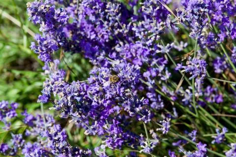 Flowers of lavender Stock Photos