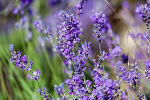 Flowers of lavender Foto stock