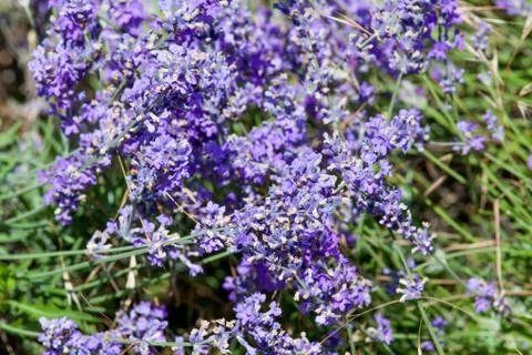 Flowers of lavender Stock Photos