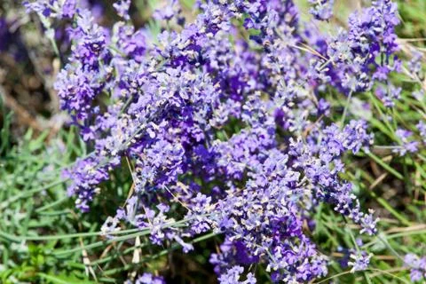 Flowers of lavender Stock Photos