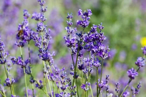 Flowers of lavender Stock Photos