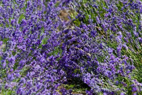 Flowers of lavender Foto stock