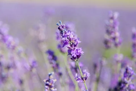 Flowers of lavender Foto stock