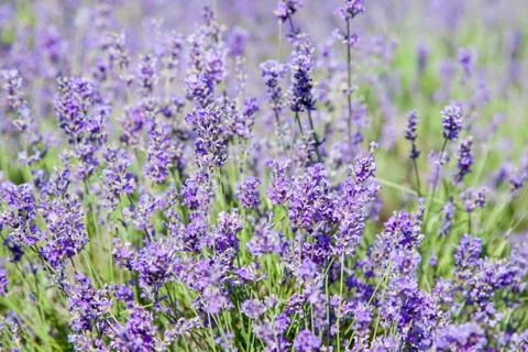 Flowers of lavender Stock-Fotos