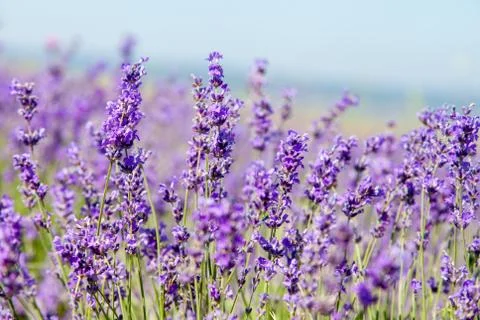 Flowers of lavender Stock Photos