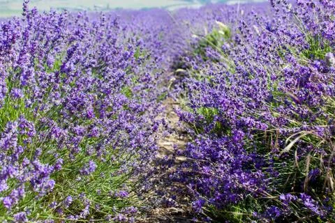 Flowers of lavender Stock Photos