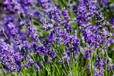 Flowers of lavender Stock Photos