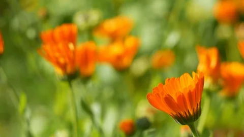 Flowers on the lawn Video stock 105540405