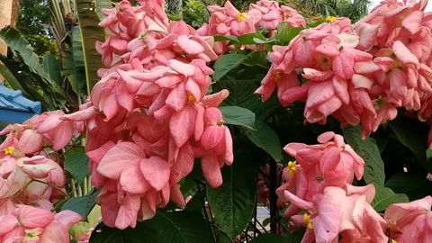 Flowers &amp; Leaves Stock Footage 127086305