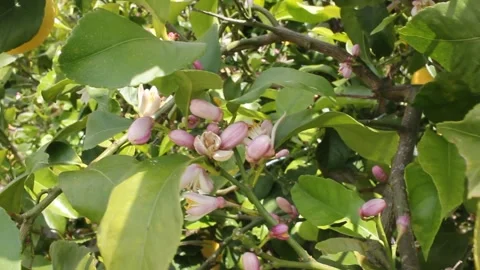 Flowers in a lemon tree Video stock 255210378