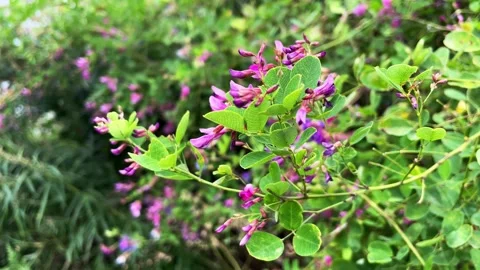 Flowers of Lespedeza - close up Stock Footage 305070158