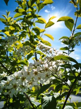 Flowers in the light of the sun Foto stock