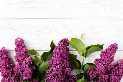 Flowers lilac composition Stock Photos