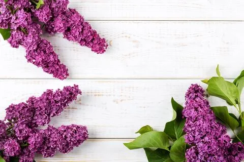 Flowers lilac composition Stock Photos