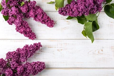 Flowers lilac composition Stock Photos