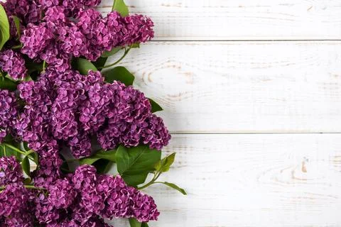 Flowers lilac composition Stock Photos
