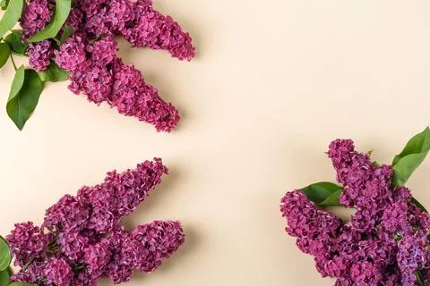 Flowers lilac composition Stock Photos