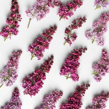 Flowers lilac composition Stock Photos
