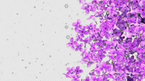Flowers Lilac Falling Alpha Channel Looped Video Stockbeeldmateriaal 154680099