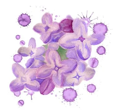 Flowers of lilac Stock Illustration