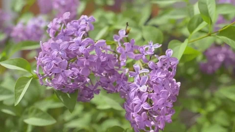 Flowers of lilac rocked by the wind Stock Footage 74723582