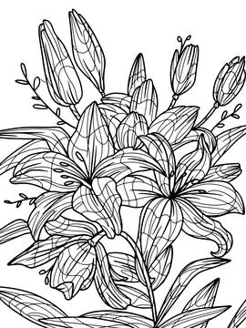 Flowers lilium isolated object. Coloring book antistress for children and adults Stock Illustration