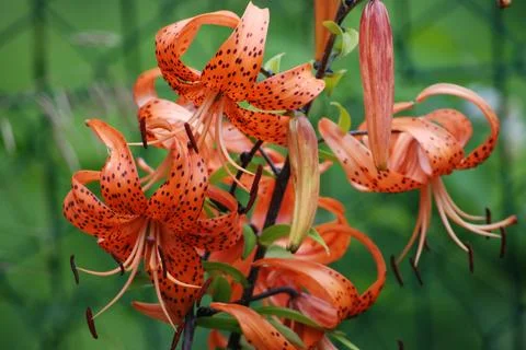 Flowers Lilium lanceolate. Stock Photos