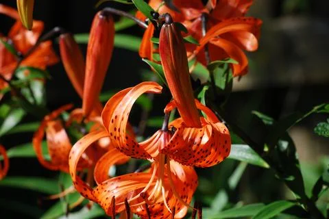 Flowers Lilium lanceolate. Stock Photos
