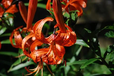 Flowers Lilium lanceolate. Stock Photos