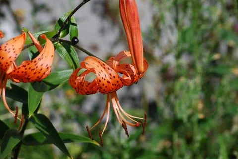 Flowers Lilium lanceolate. Stock Photos