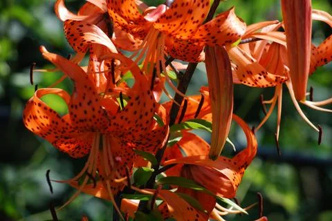 Flowers Lilium lanceolate. Stock Photos