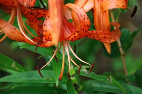 Flowers Lilium lanceolate. Stock Photos