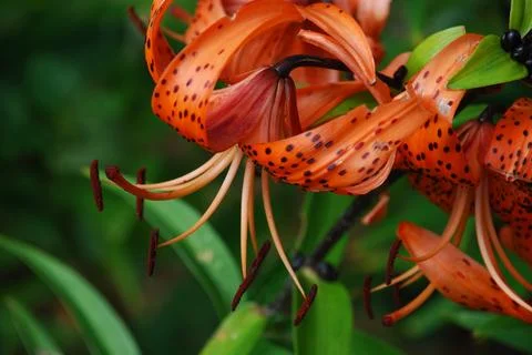 Flowers Lilium lanceolate. Stock Photos