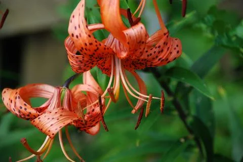 Flowers Lilium lanceolate. Stock Photos